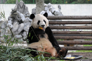 大熊貓要來合肥了？合肥野生動物園熊貓館開始改造