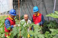 安徽渦陽(yáng)：助力“菜籃子”增產(chǎn)增收