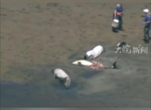 美国马萨诸塞州一海滩 
125头海豚集体搁浅 
至少10头已死亡，原因不明
