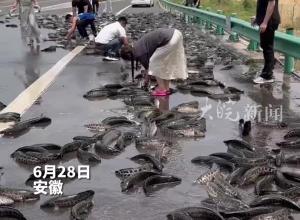 高速路上发生事故鱼撒一地 过路司机纷纷下车帮忙