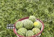好吃不貴！合肥本地西瓜上市，價格較去年同期降不少，記者進瓜棚探訪