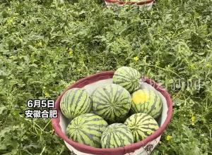好吃不贵！合肥本地西瓜上市，价格较去年同期降不少，记者进瓜棚探访