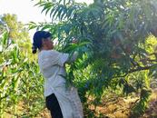 歙縣桂林鎮(zhèn)：石河香蜜待熟  香迎四方客來