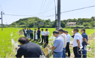 池州貴池涓橋：聚力“兩強(qiáng)一增”賦能 發(fā)展現(xiàn)代高效農(nóng)業(yè)