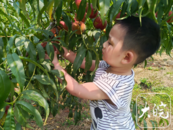 蕪湖市花橋鎮開啟鮮桃采摘季