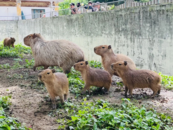 中高考生可免费游览合肥野生动物园