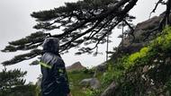 應(yīng)對(duì)惡劣天氣，黃山風(fēng)景區(qū)多舉措守護(hù)迎客松等古樹(shù)名木
