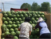 肥西縣上派鎮(zhèn)：科技帶動(dòng)生產(chǎn)力 助力西瓜增產(chǎn)增收