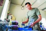 巢湖槐林：“莓”好丰收季 采摘正当时
