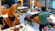 野豬凌晨闖進南京一燒烤店，被顧客一腳踹出
