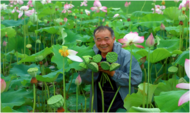 懷寧石牌: 美麗荷花助力鄉村振興