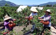 宜秀區楊橋鎮鮑沖湖村：桃紅枝頭喜豐收