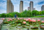 巢湖城市公園內睡蓮花競相綻放美如畫