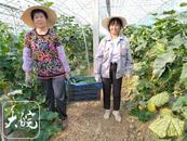 万企兴万村 | 肥东：打造特色果蔬种植 “明星产业园”