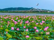 庐江：生态湿地美如画