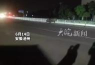 池州境內國道現“牛出沒” 高速交警變身“趕牛倌”