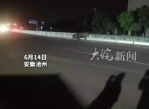 池州境内国道现“牛出没” 高速交警变身“赶牛倌”