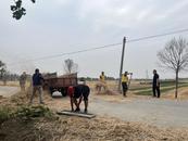 濉溪縣四鋪鎮：秸稈清理再發力 人居環境再提升