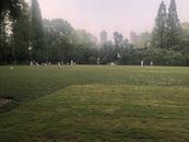 追蹤丨合肥這兩座大型公園14塊草坪已兩次“輪休”  管理方稱日常進行科學“排班”