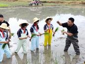 祁门：芒种“趣”插秧  田间研学“乐”