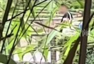 男子用彈弓射老虎？江蘇淮安市動物園：確有此事，已報警