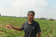 這里的莊稼為啥能夠早種半個月？潁州區“水系連通”和“農村小水體水生態治理”效果初現