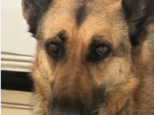 警犬被偷了？云南一則尋狗啟事引關(guān)注，回應(yīng)：真的，是特警大隊的