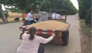 小溪鎮:小小反光貼，護航豐收路