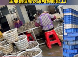暗访福寿螺产业链:
商贩大量收购野捕福寿螺 
冒充田螺销售 
主要销往餐饮店和预制菜工厂