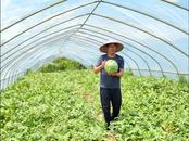 安慶經開區老峰鎮：西瓜成熟好“豐”景   甜了舌尖富了農 