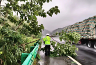 六潛高速樹木因降雨倒伏，巡邏交警當起“伐木工”