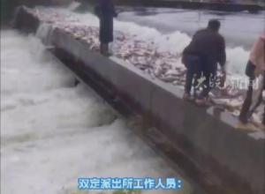 广西南宁持续性强降雨 
义梅水库大量鱼被冲走 
村民冒险捞鱼 当地回应
