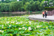 阜陽：六月荷花開 美景入畫來