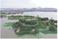 銅陵：濕地荷韻濃