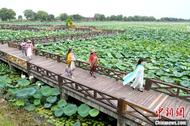 淮南：濕地公園荷花迎客來