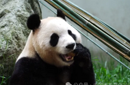 主播長期直播福寶非展區 被終身禁入熊貓中心