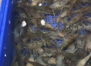 多地大虾“争鲜”合肥市场 
价格较去年同期有所下跌 