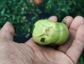 山東沂蒙山區(qū)突降冰雹 當(dāng)?shù)靥肄r(nóng)：桃子都被砸壞了