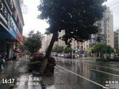 黄山城区一大树倾斜，当地迅速清除隐患