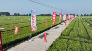 濉溪縣百善鎮(zhèn)“代表企業(yè)”“ 萬企興萬村” 行動，激活鄉(xiāng)村發(fā)展“新動能”