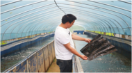 懷寧石牌：水蛭養殖助力鄉村振興
