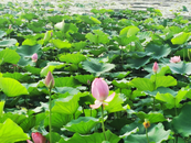 夏日清荷，合肥經開區翡翠湖公園荷開正艷