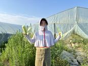 懷寧縣馬廟鎮：羊角蜜“高甜”來襲  