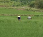 宜秀區白澤湖鄉龍華村：新增耕地披“綠裝”，良田糧用促振興 
