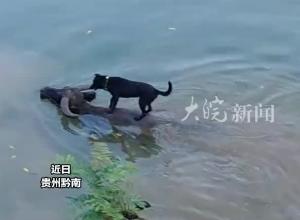 两头水牛驮着狗子在水中嬉戏，还会潜入水中逗狗狗，网友：这狗真牛