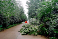 及時清除傾倒樹木，抗擊暴風雨保通保暢