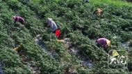 萬企興萬村| 池州貴池：小小辣椒映紅強村富民路