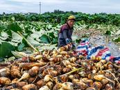 庐江：花香藕采收忙