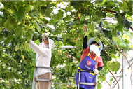 甜蜜一夏，肥西縣嚴(yán)店鎮(zhèn)邀您來采摘！