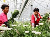 阜陽潁東區：菊花遠銷海外市場